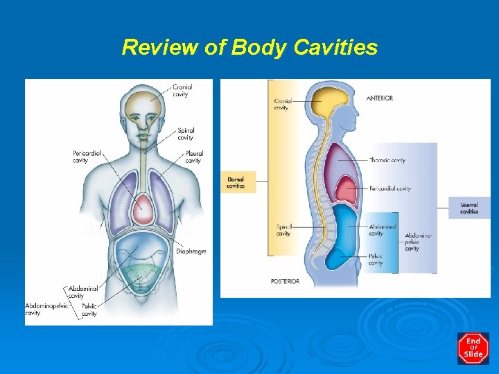 Review of Body Cavities 