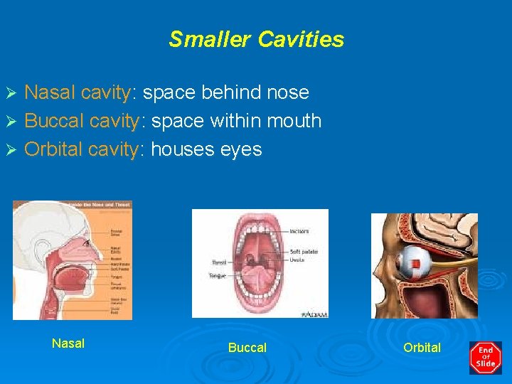 Smaller Cavities Nasal cavity: space behind nose Ø Buccal cavity: space within mouth Ø