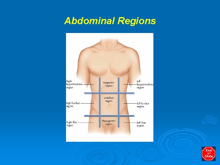 Abdominal Regions 