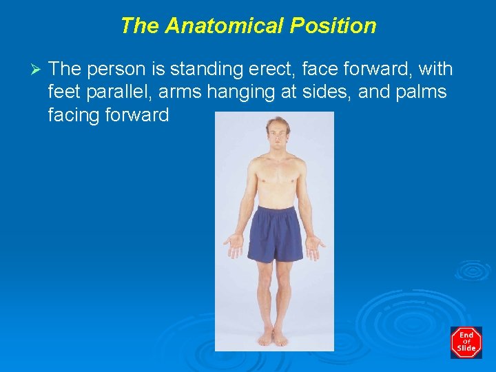 The Anatomical Position Ø The person is standing erect, face forward, with feet parallel,