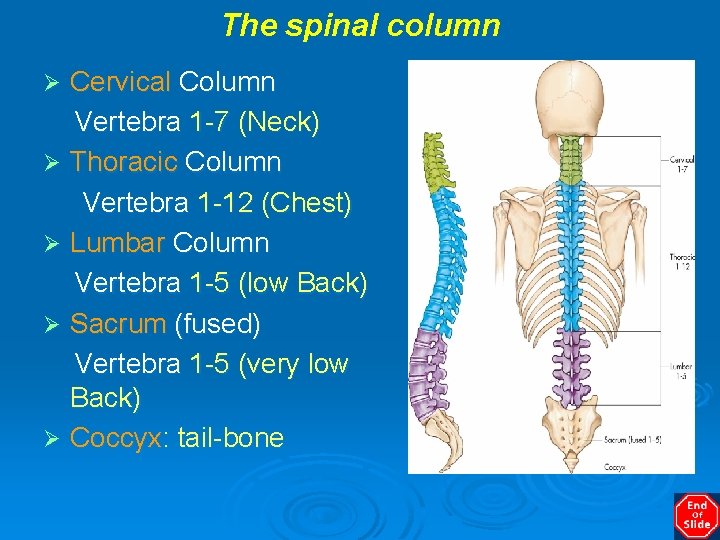 The spinal column Cervical Column Vertebra 1 -7 (Neck) Ø Thoracic Column Vertebra 1