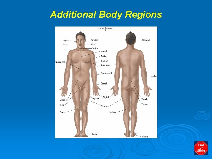 Additional Body Regions 