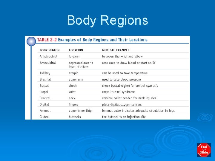 Body Regions 