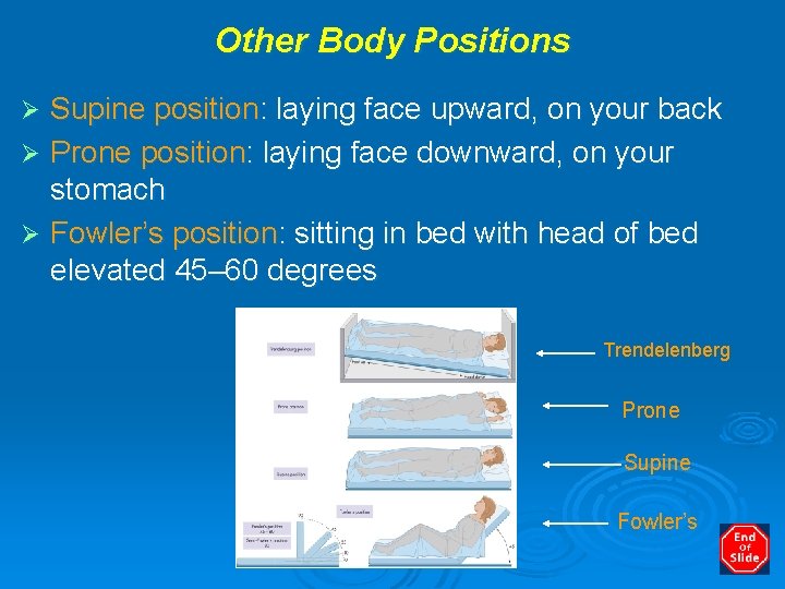 Other Body Positions Supine position: laying face upward, on your back Ø Prone position: