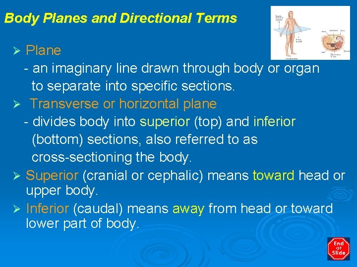 Body Planes and Directional Terms Plane - an imaginary line drawn through body or