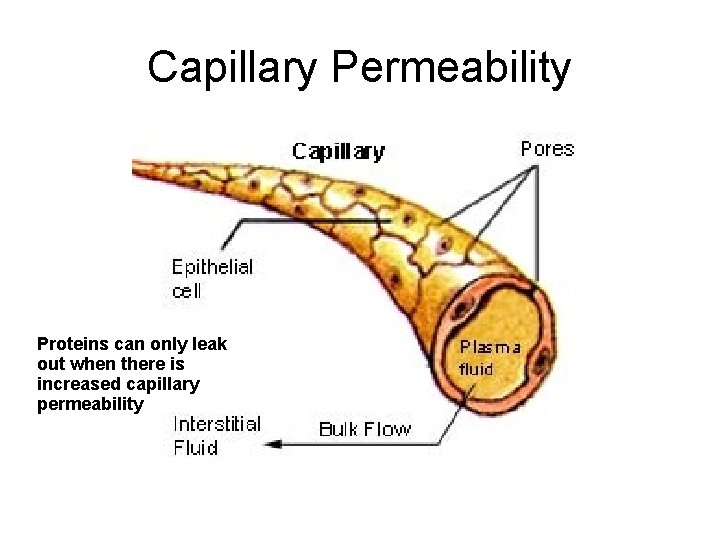 Capillary Permeability Proteins can only leak out when there is increased capillary permeability Capillary Permeability Proteins can only leak out when there is increased capillary permeability