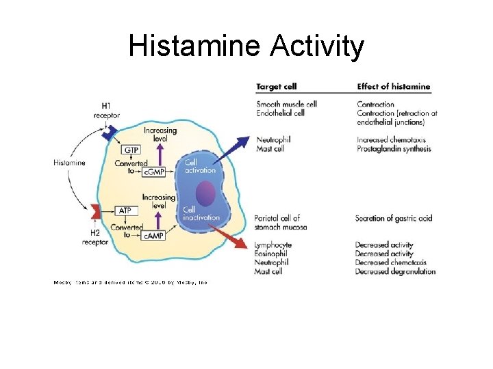 Histamine Activity Histamine Activity