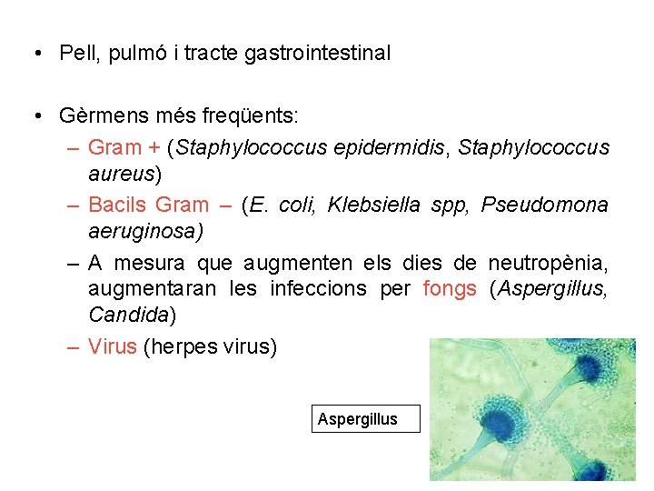  • Pell, pulmó i tracte gastrointestinal • Gèrmens més freqüents: – Gram +