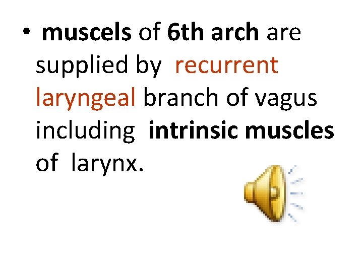  • muscels of 6 th arch are supplied by recurrent laryngeal branch of
