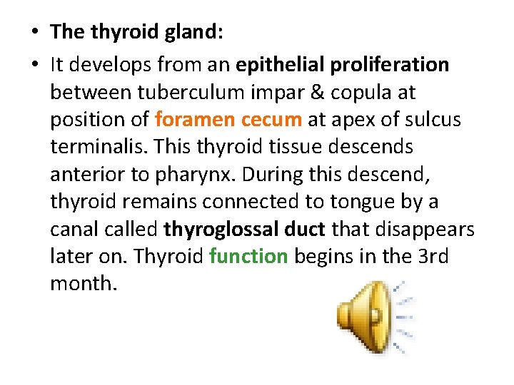  • The thyroid gland: • It develops from an epithelial proliferation between tuberculum