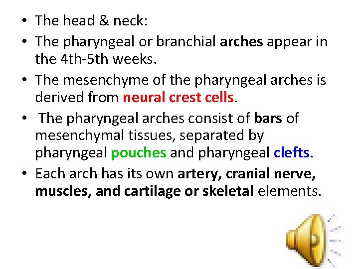  • The head & neck: • The pharyngeal or branchial arches appear in