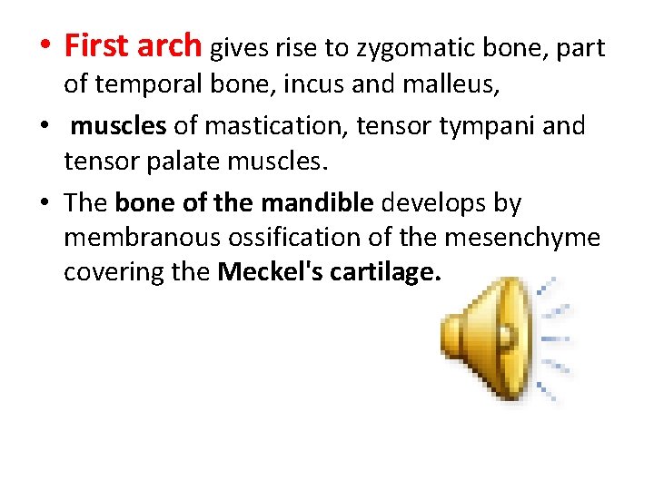  • First arch gives rise to zygomatic bone, part of temporal bone, incus