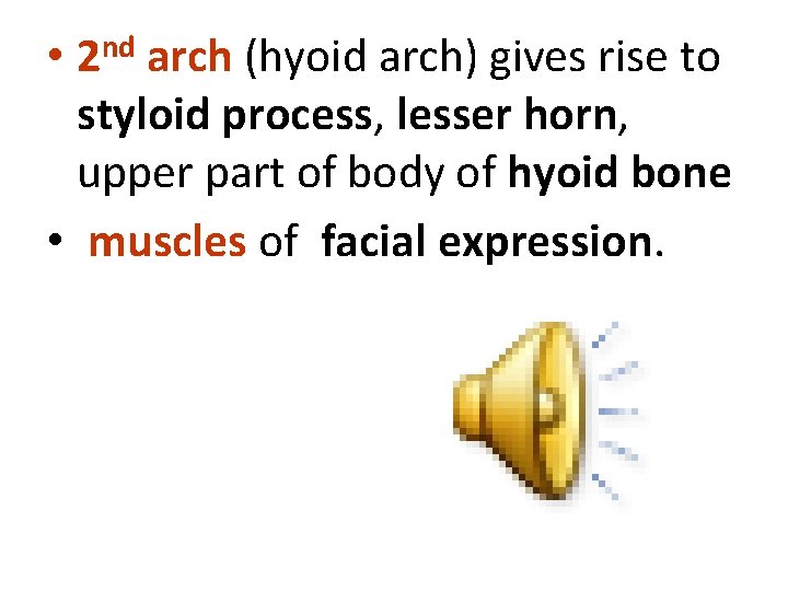  • 2 nd arch (hyoid arch) gives rise to styloid process, lesser horn,