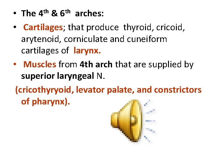  • The 4 th & 6 th arches: • Cartilages; that produce thyroid,