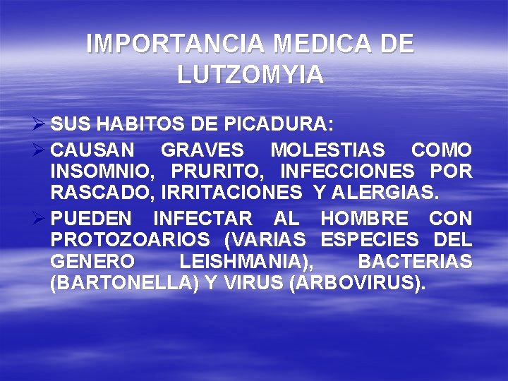 IMPORTANCIA MEDICA DE LUTZOMYIA Ø SUS HABITOS DE PICADURA: Ø CAUSAN GRAVES MOLESTIAS COMO