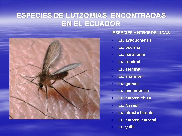 ESPECIES DE LUTZOMIAS ENCONTRADAS EN EL ECUADOR ESPECIES ANTROPOFILICAS § Lu. ayacuchensis § Lu.