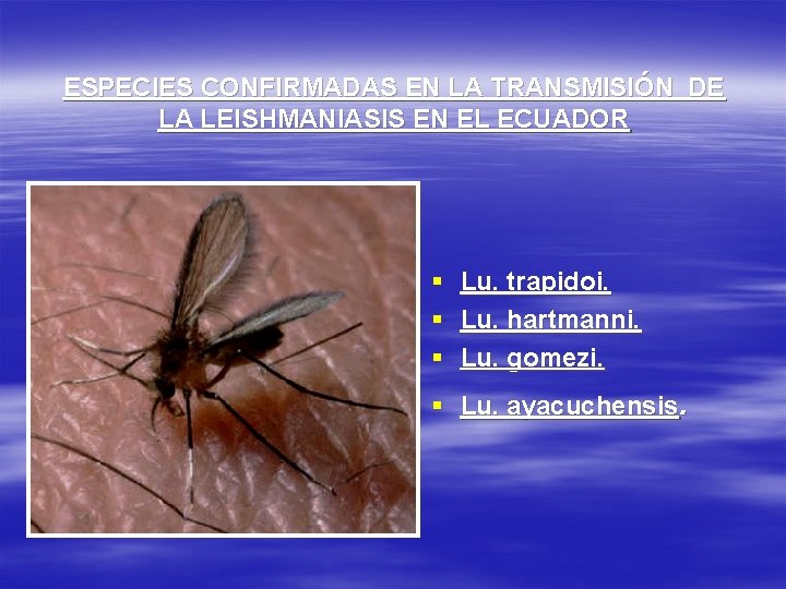 ESPECIES CONFIRMADAS EN LA TRANSMISIÓN DE LA LEISHMANIASIS EN EL ECUADOR § § §