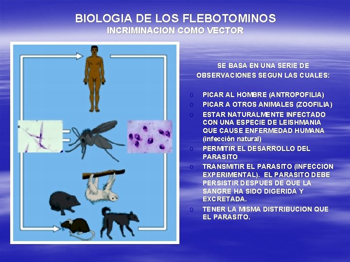 BIOLOGIA DE LOS FLEBOTOMINOS INCRIMINACION COMO VECTOR SE BASA EN UNA SERIE DE OBSERVACIONES