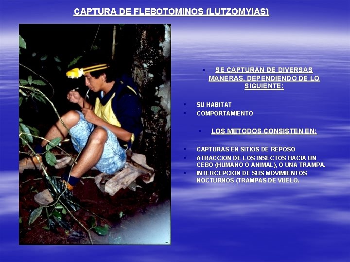 CAPTURA DE FLEBOTOMINOS (LUTZOMYIAS) § § § SU HABITAT COMPORTAMIENTO § § SE CAPTURAN