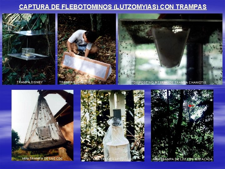 CAPTURA DE FLEBOTOMINOS (LUTZOMYIAS) CON TRAMPAS TRAMPA DISNEY TRAMPA CHANIOTIS MINI-TRAMPA DE LUZ CDC