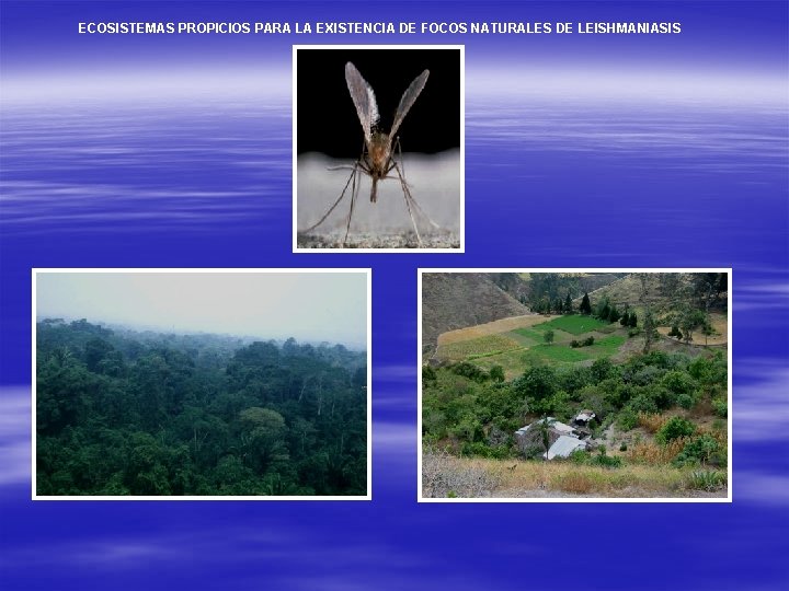 ECOSISTEMAS PROPICIOS PARA LA EXISTENCIA DE FOCOS NATURALES DE LEISHMANIASIS 