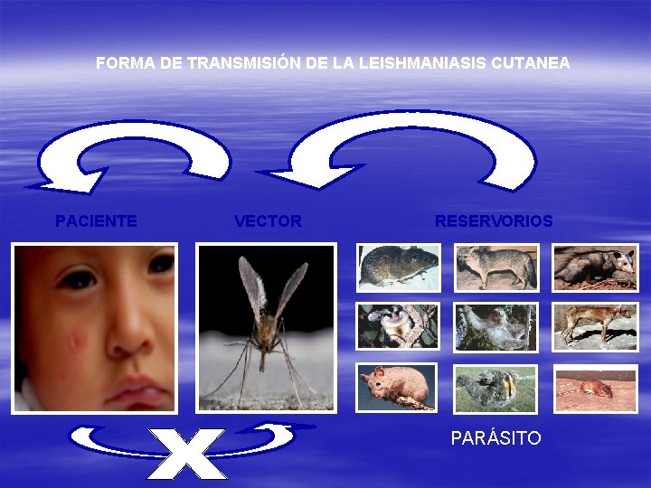 FORMA DE TRANSMISIÓN DE LA LEISHMANIASIS CUTANEA PACIENTE VECTOR RESERVORIOS PARÁSITO 