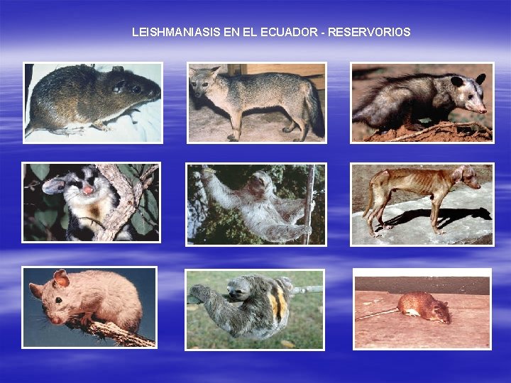 LEISHMANIASIS EN EL ECUADOR - RESERVORIOS 