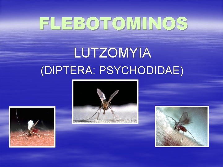 FLEBOTOMINOS LUTZOMYIA (DIPTERA: PSYCHODIDAE) 
