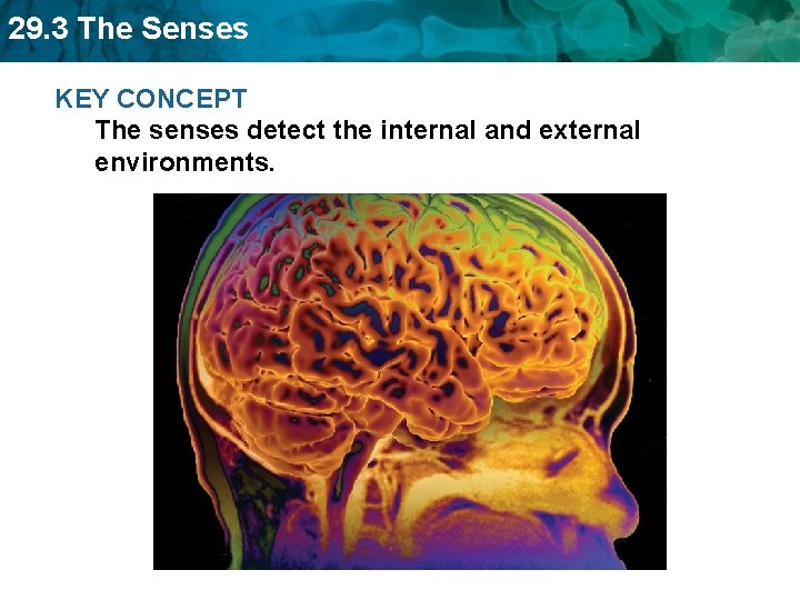 29. 3 The Senses KEY CONCEPT The senses detect the internal and external environments.