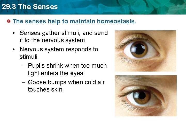 29. 3 The Senses The senses help to maintain homeostasis. • Senses gather stimuli,