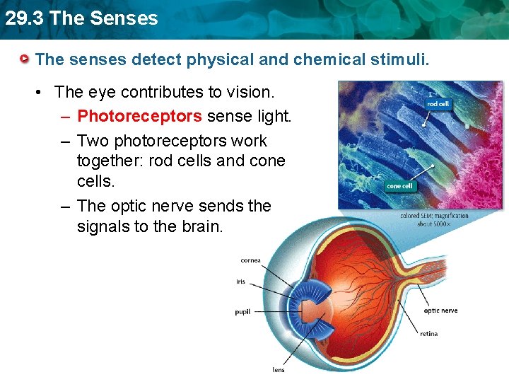 29. 3 The Senses The senses detect physical and chemical stimuli. • The eye
