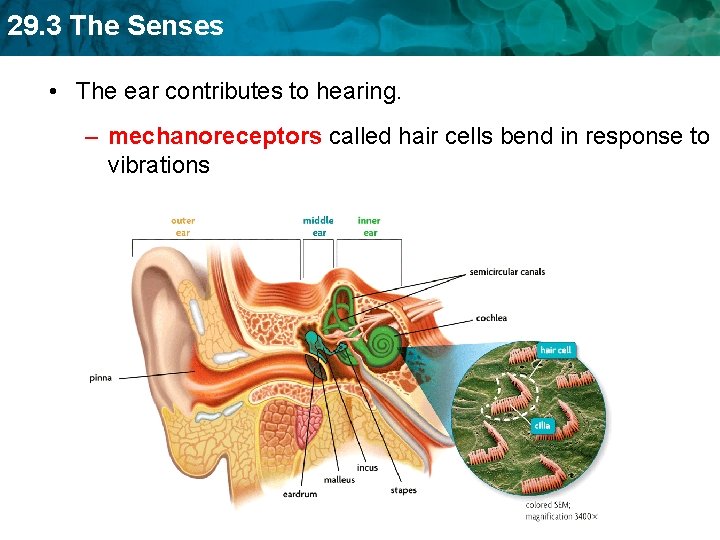 29. 3 The Senses • The ear contributes to hearing. – mechanoreceptors called hair