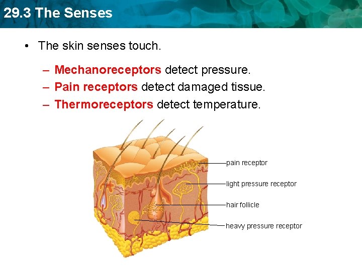 29. 3 The Senses • The skin senses touch. – Mechanoreceptors detect pressure. –