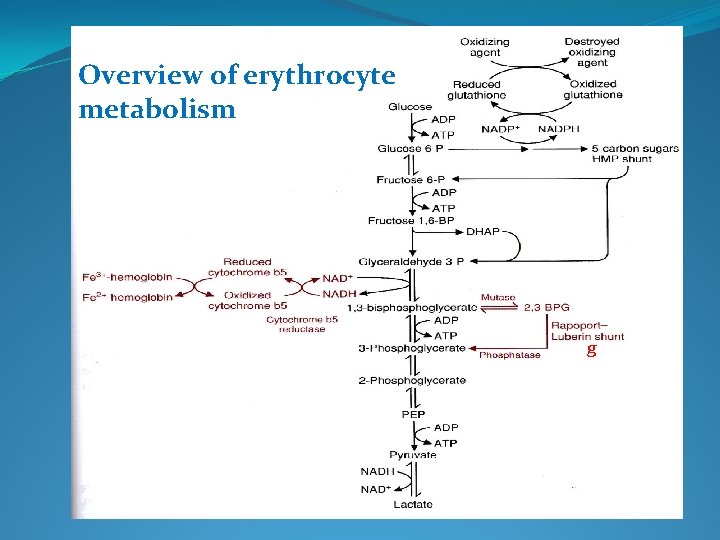 Metabolism Of Red Blood Cell Membrane Stability Prof