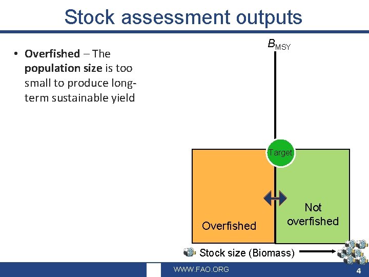 Stock assessment outputs • Overfished – The population size is too small to produce
