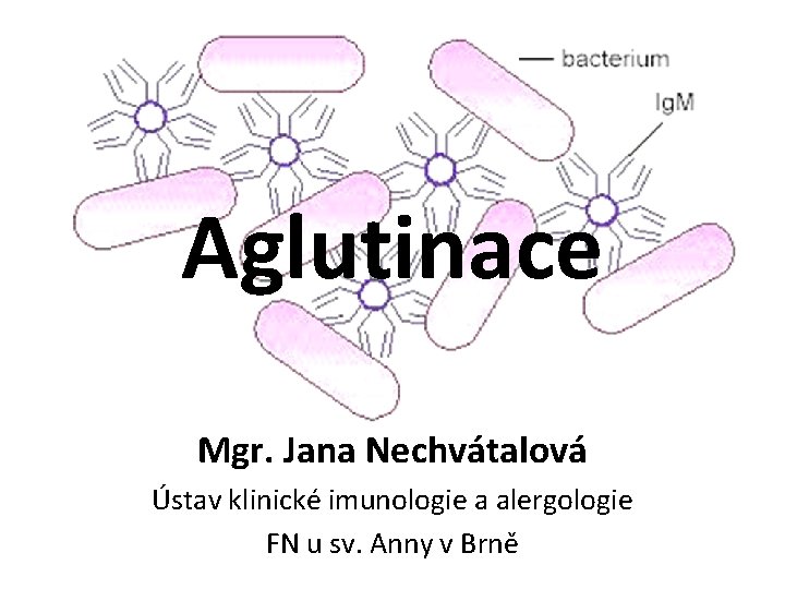 Aglutinace Mgr. Jana Nechvátalová Ústav klinické imunologie a alergologie FN u sv. Anny v