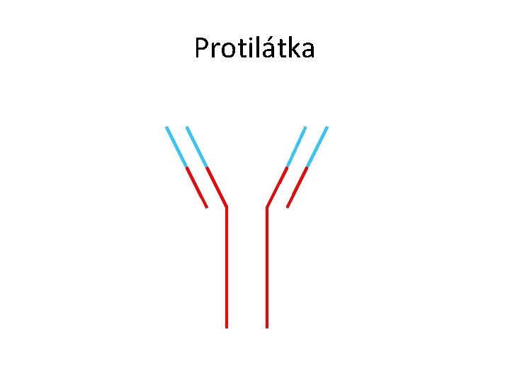 Protilátka 