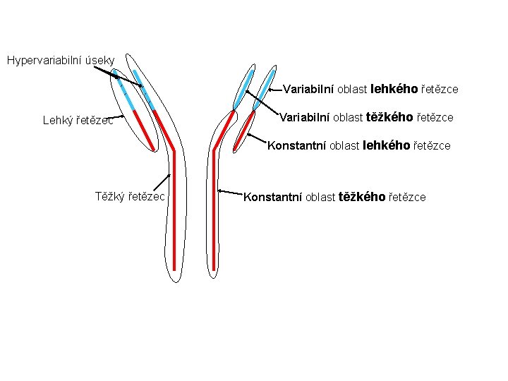 Hypervariabilní úseky Variabilní oblast lehkého řetězce Lehký řetězec Variabilní oblast těžkého řetězce Konstantní oblast Hypervariabilní úseky Variabilní oblast lehkého řetězce Lehký řetězec Variabilní oblast těžkého řetězce Konstantní oblast