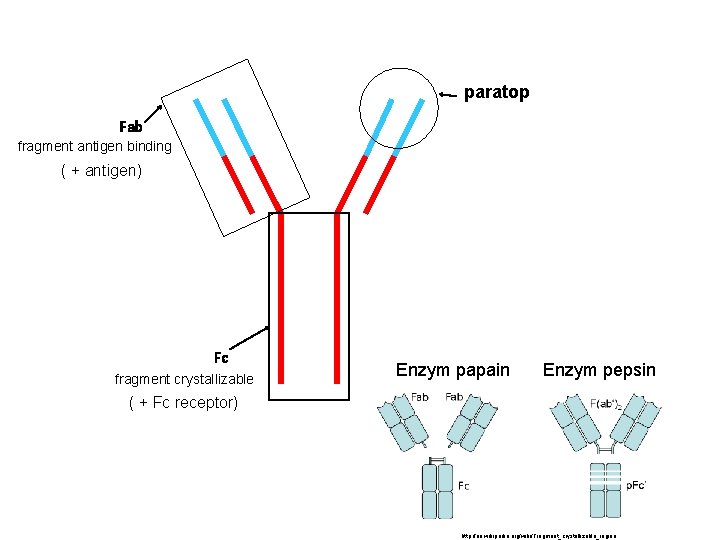 paratop Fab fragment antigen binding ( + antigen) Fc fragment crystallizable Enzym papain Enzym