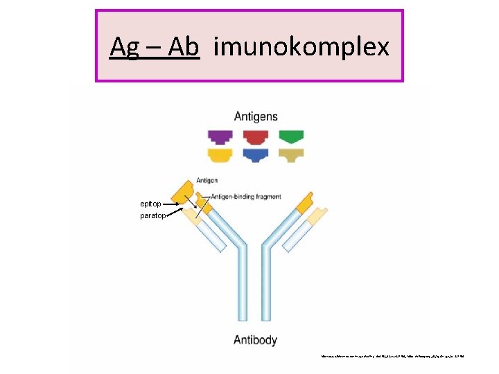 Ag – Ab imunokomplex epitop paratop http: //www. wikipremed. com/image. php? img=040708_68 zzzz 382750_255