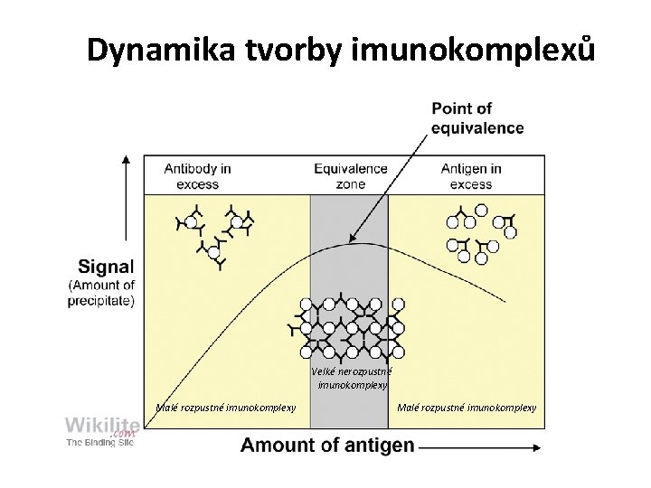 Dynamika tvorby imunokomplexů Velké nerozpustné imunokomplexy Malé rozpustné imunokomplexy Dynamika tvorby imunokomplexů Velké nerozpustné imunokomplexy Malé rozpustné imunokomplexy