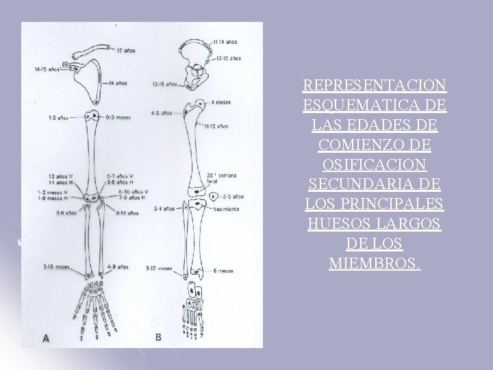 REPRESENTACION ESQUEMATICA DE LAS EDADES DE COMIENZO DE OSIFICACION SECUNDARIA DE LOS PRINCIPALES HUESOS