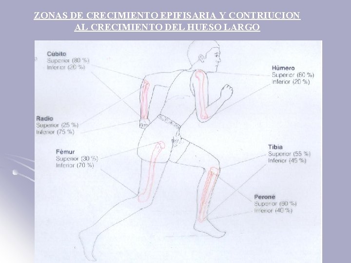 ZONAS DE CRECIMIENTO EPIFISARIA Y CONTRIUCION AL CRECIMIENTO DEL HUESO LARGO 