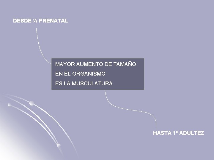 DESDE ½ PRENATAL MAYOR AUMENTO DE TAMAÑO EN EL ORGANISMO ES LA MUSCULATURA HASTA