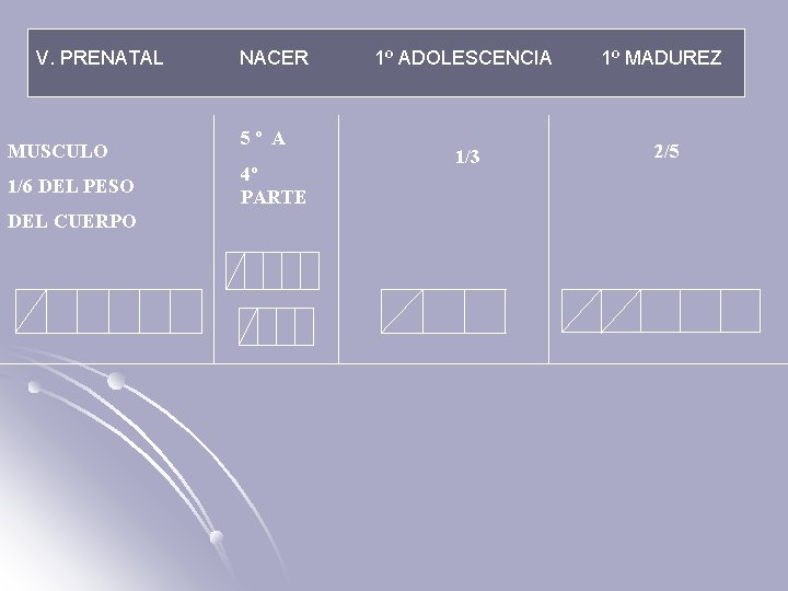 V. PRENATAL MUSCULO 1/6 DEL PESO DEL CUERPO NACER 5º A 4º PARTE 1º