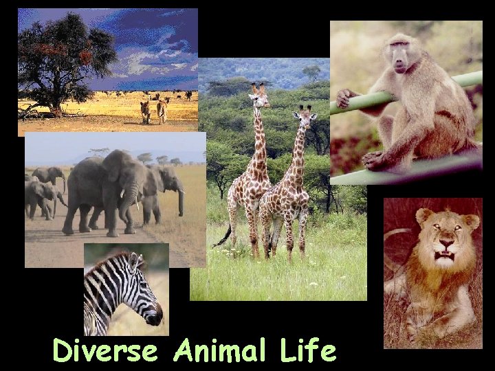 Diverse Animal Life 
