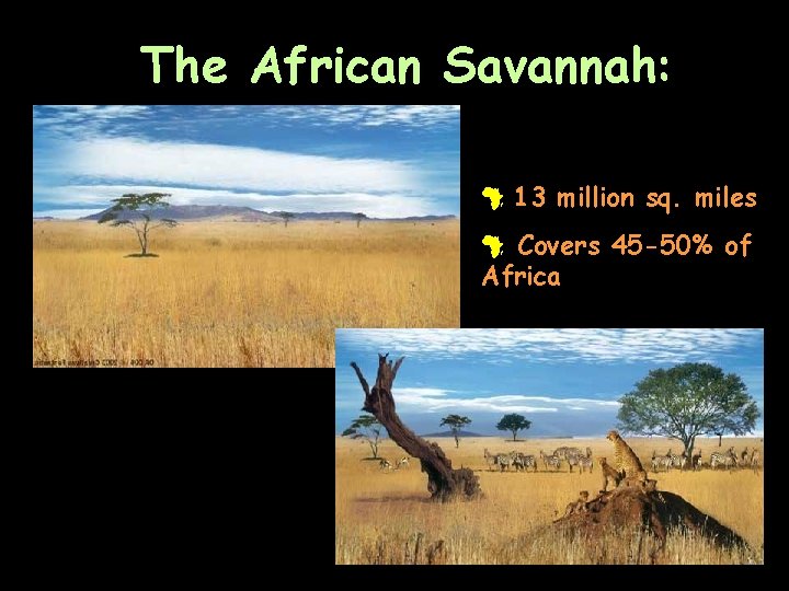 The African Savannah: # 13 million sq. miles # Covers 45 -50% of Africa