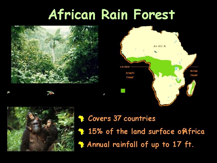 African Rain Forest # Covers 37 countries # 15% of the land surface of.