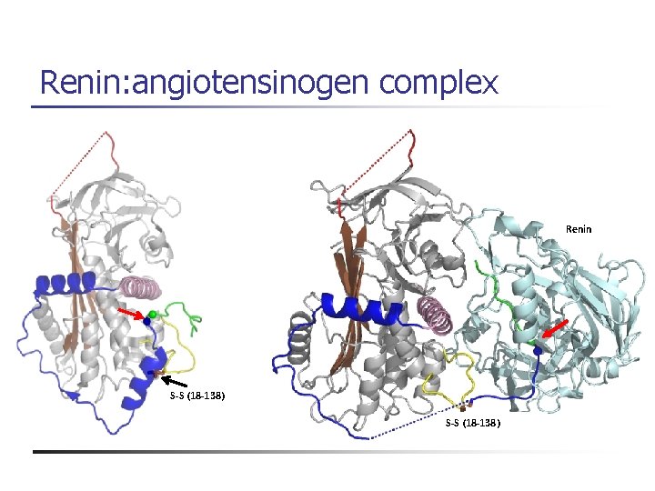 Renin: angiotensinogen complex Renin S-S (18 -138) 
