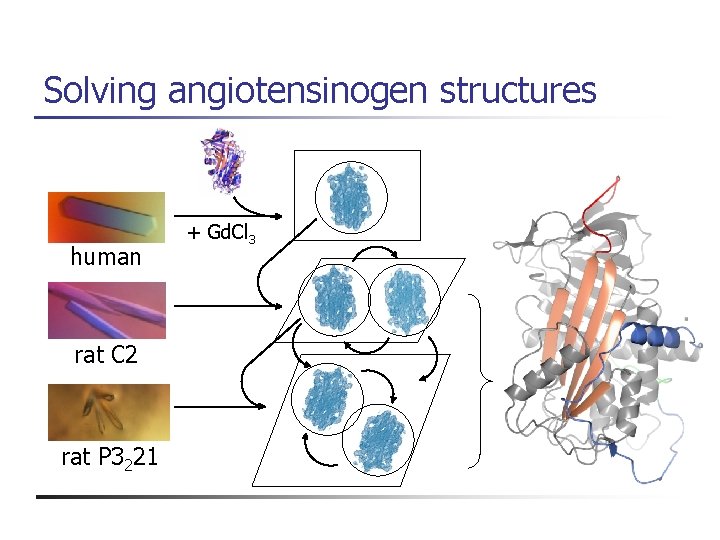Solving angiotensinogen structures human rat C 2 rat P 3221 + Gd. Cl 3